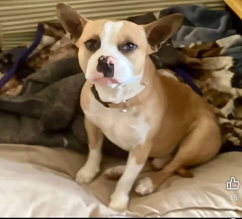 A young medium-sized male French Bulldog dog named Yoda for adoption in Rancho Cucamonga, CA