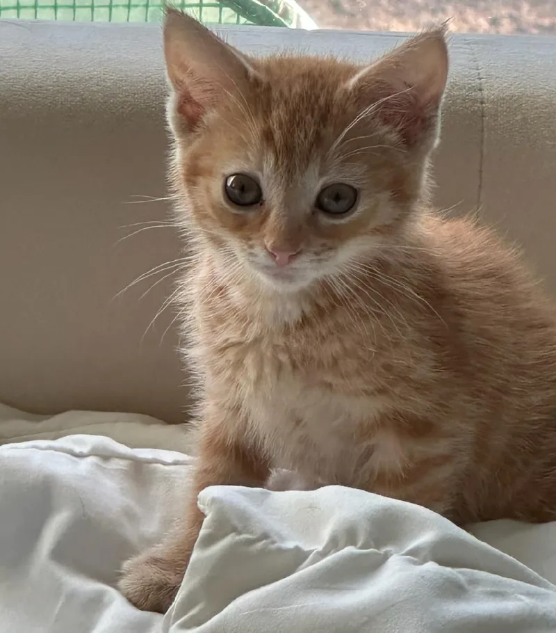 A baby medium-sized male Orange & White Domestic Short Hair cat named Oliver for adoption in Valley City, ND