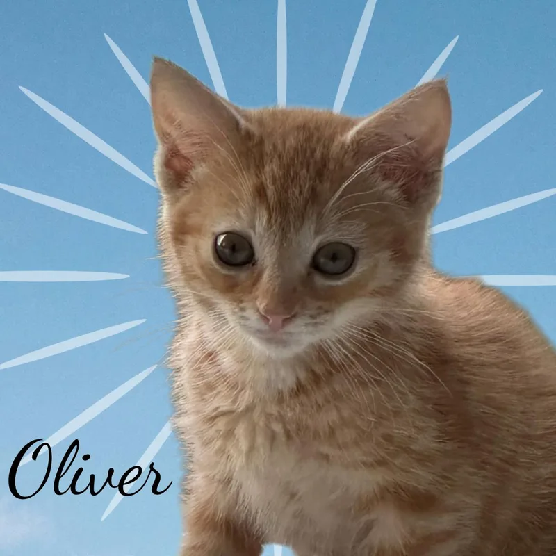 Oliver thumbnail 2