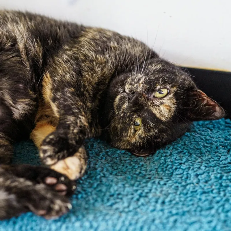 An adult medium-sized female Tortoiseshell cat named Harley for adoption in LAMPASAS, TX