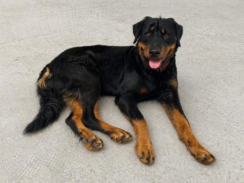 An adult large-sized female White / Cream Rottweiler dog named Ivy for adoption in Cibolo, TX