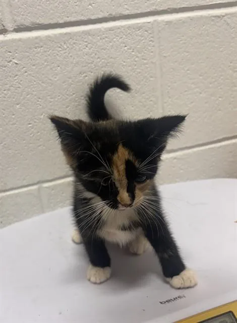 A baby small-sized female Domestic Short Hair cat named Primp for adoption in Upper Marlboro, MD