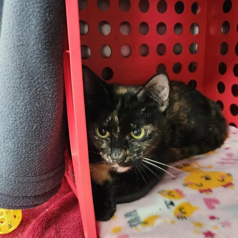 An adult medium-sized female American Shorthair cat named Topaz for adoption in Brockton, MA