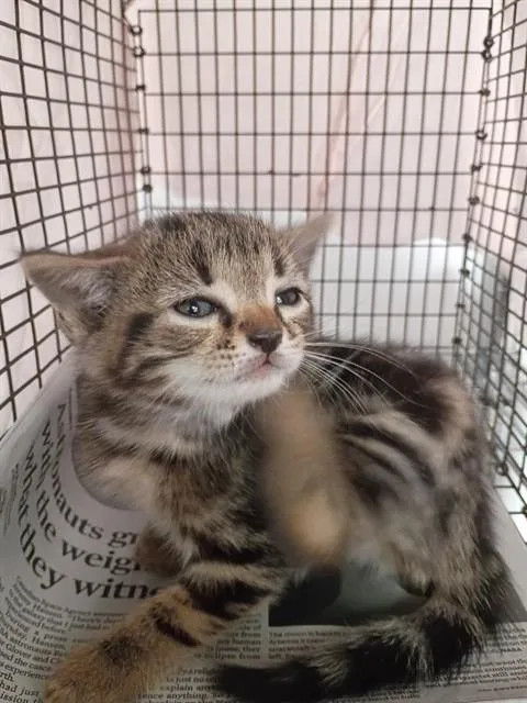A baby small-sized male Domestic Short Hair cat named Mr. Maple for adoption in Fort Lauderdale, FL