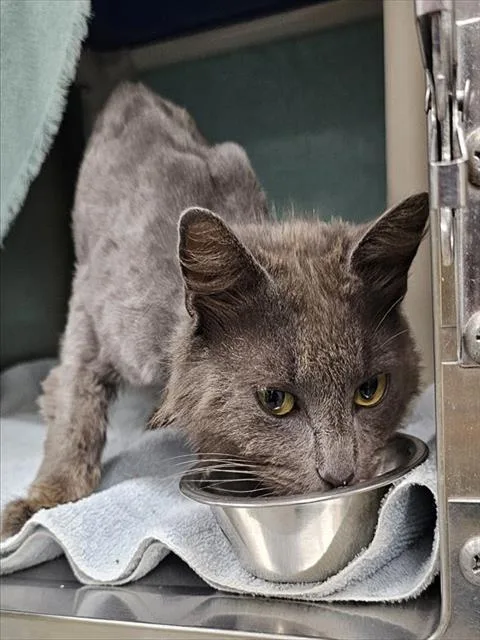 An adult medium-sized male Domestic Short Hair cat named Jordan for adoption in Huntsville, AL