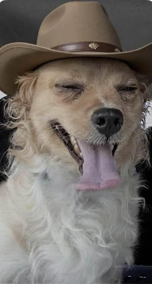 An adult small-sized male Golden Chihuahua dog named Donnie for adoption in Las Vegas, NV