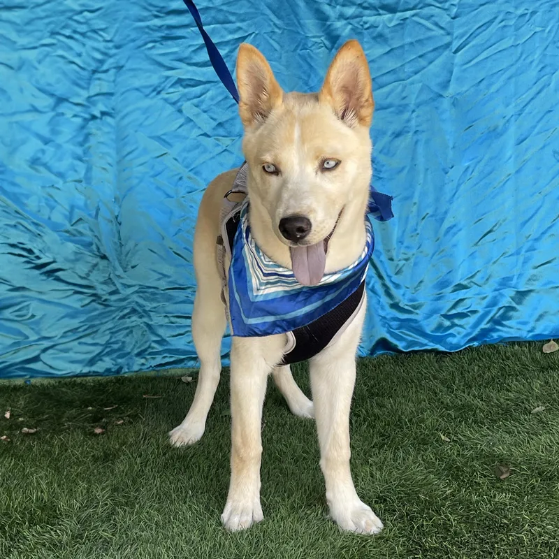 A baby medium-sized male White / Cream Husky dog named Prince for adoption in Rowland Heights, CA