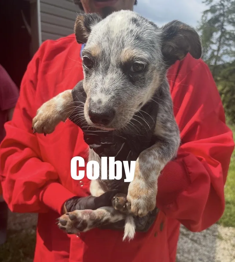 Colby
