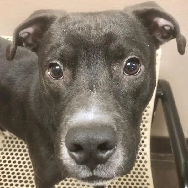 A young medium-sized male Labrador Retriever dog named Huncho for adoption in Des Moines, IA