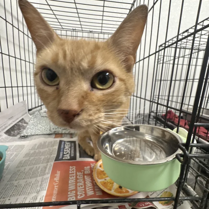 A young large-sized female Tabby (Orange / Red) Domestic Short Hair cat named Fetty for adoption in Youngstown, OH
