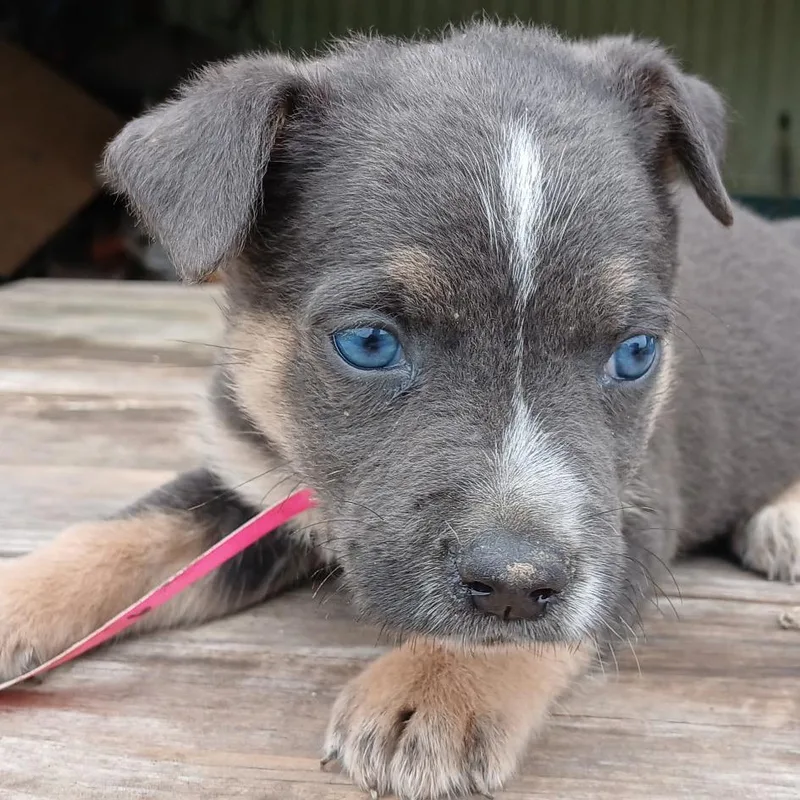 A baby small-sized female Brown / Chocolate Shepherd dog named Everest for adoption in Edinburg, TX