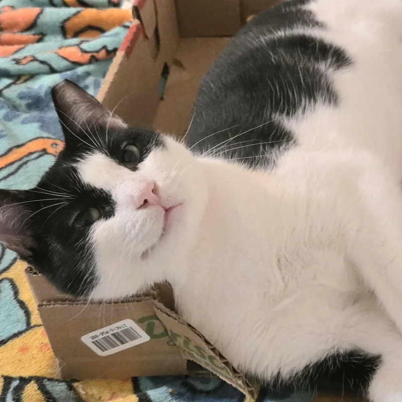 An adult large-sized male Black & White / Tuxedo Domestic Short Hair cat named Snoopy for adoption in Liverpool, TX