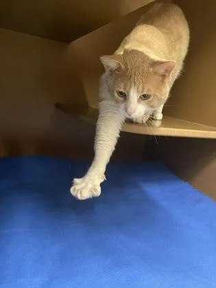 An adult large-sized male Domestic Short Hair cat named Leo for adoption in Hamilton, NJ