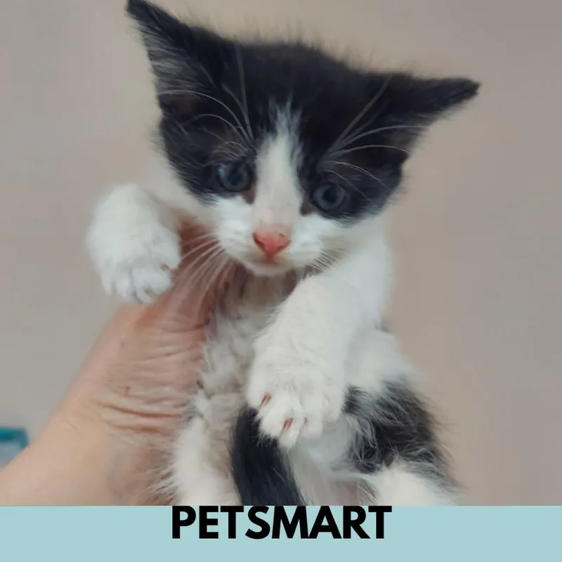 A baby small-sized male Black Domestic Short Hair cat named Rigby for adoption in Lakewood, CO