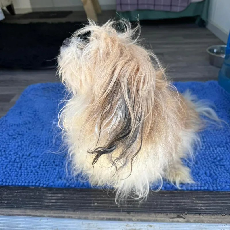 A senior small-sized male Yellow / Tan / Blond / Fawn Havanese dog named Baxter for adoption in Spring Hill, KS