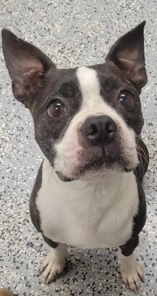 A young small-sized male Boston Terrier dog named Bentley for adoption in Seven Points, TX