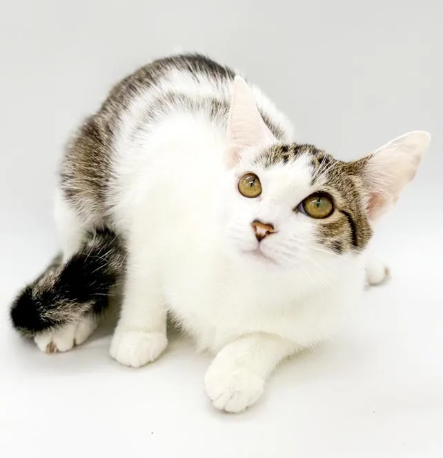 Mochi Is Simply Magic! thumbnail 2