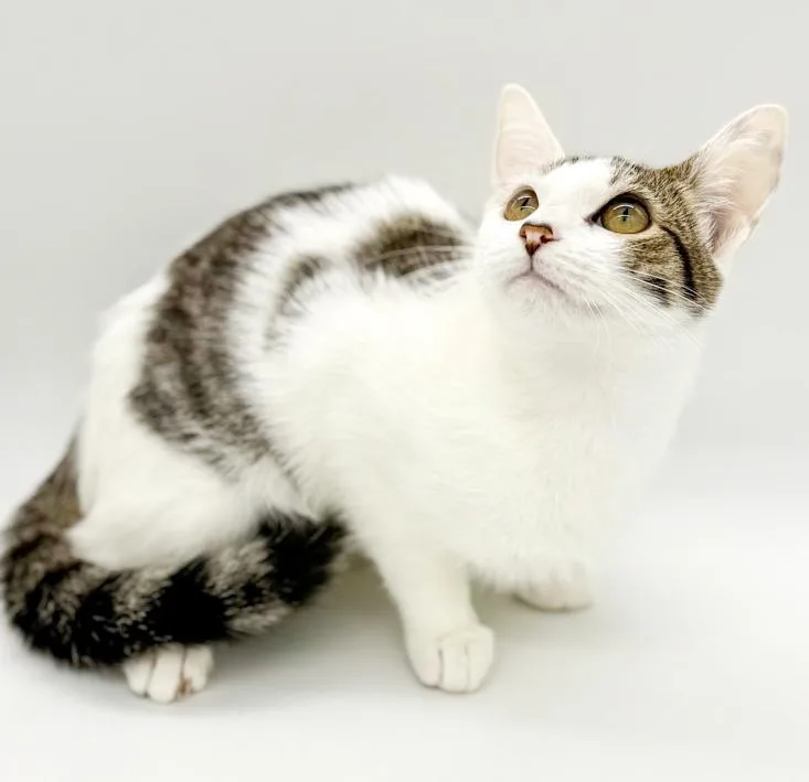 Mochi Is Simply Magic! thumbnail 3