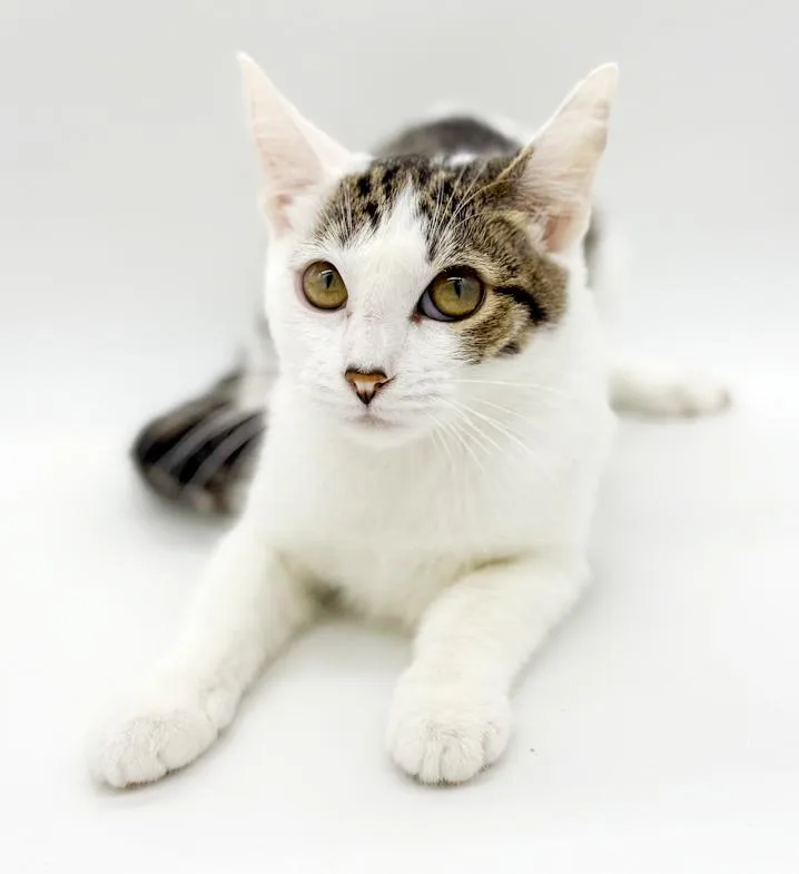 Mochi Is Simply Magic! thumbnail 4