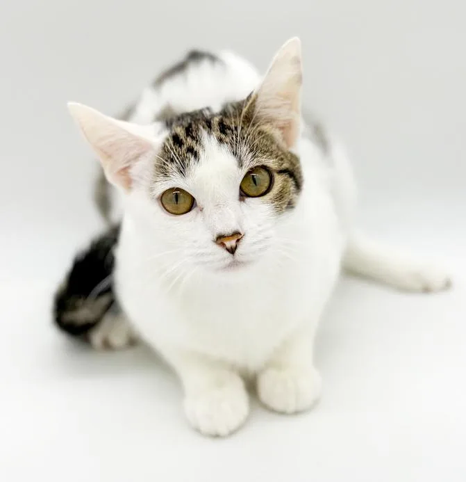 A baby small-sized female Tabby (Brown / Chocolate) Turkish Van cat named Mochi Is Simply Magic! for adoption in Bedford Hills, NY