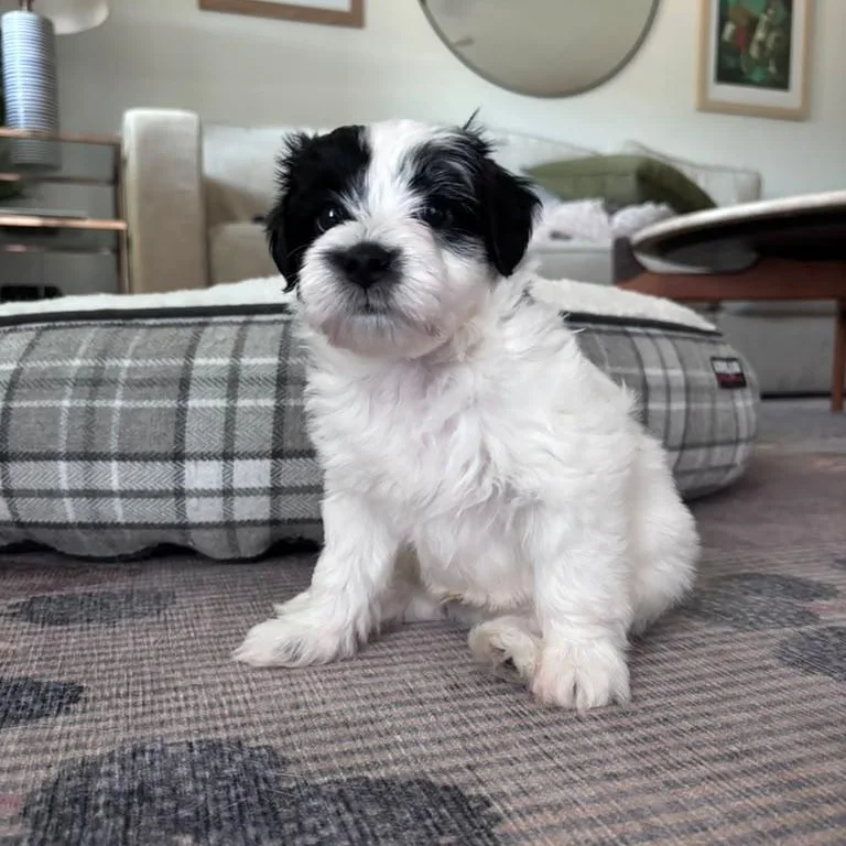 A baby small-sized male Cocker Spaniel dog named Topaz for adoption in Martinez, CA