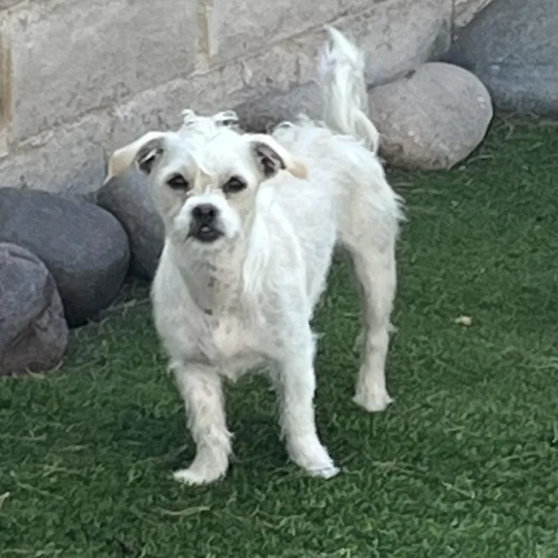 A young small-sized female White / Cream Terrier dog named Beru for adoption in Las Vegas, NV