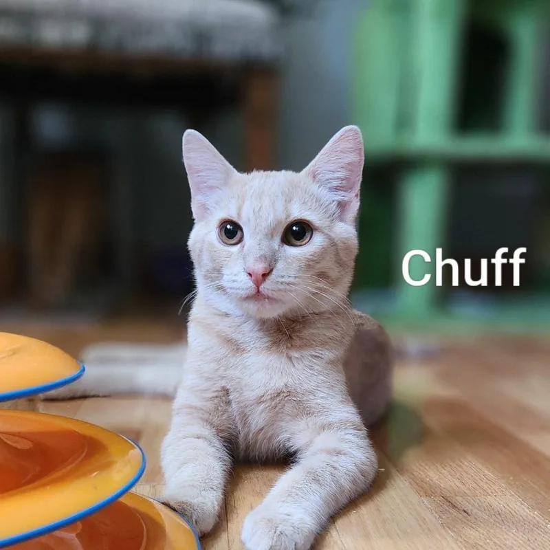 A young medium-sized male Buff / Tan / Fawn Domestic Short Hair cat named Chuff for adoption in Pullman, WA