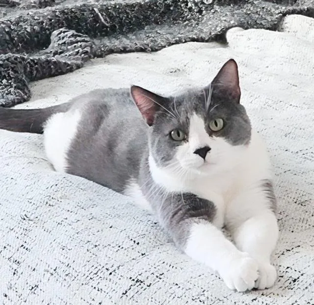 A young medium-sized male Gray & White Tuxedo cat named Dante for adoption in Philadelphia, PA