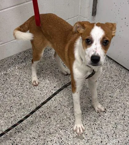 A baby small-sized female Red / Chestnut / Orange Mixed Breed dog named Tangerine for adoption in Kansas City, MO
