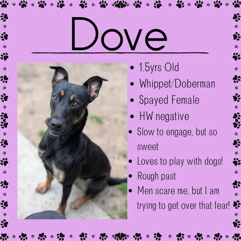 An adult medium-sized female Black Doberman Pinscher dog named Dove for adoption in Junction City, KS