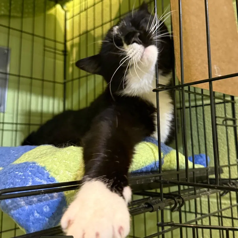 Binkie thumbnail 4