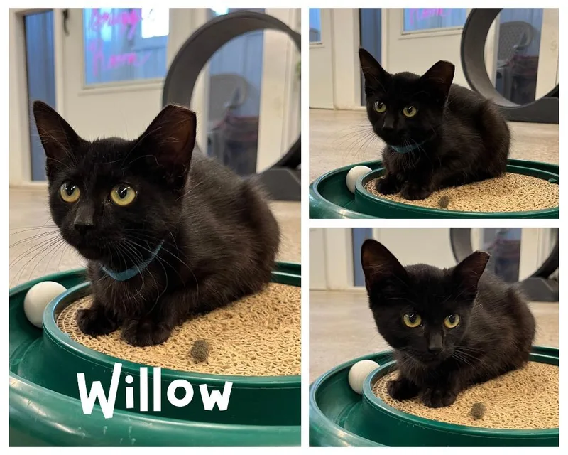 A baby medium-sized female Domestic Short Hair cat named Willow for adoption in Pierceton, IN