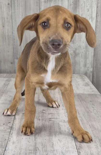 An adult small-sized female Terrier dog named Winky for adoption in Shreveport, LA