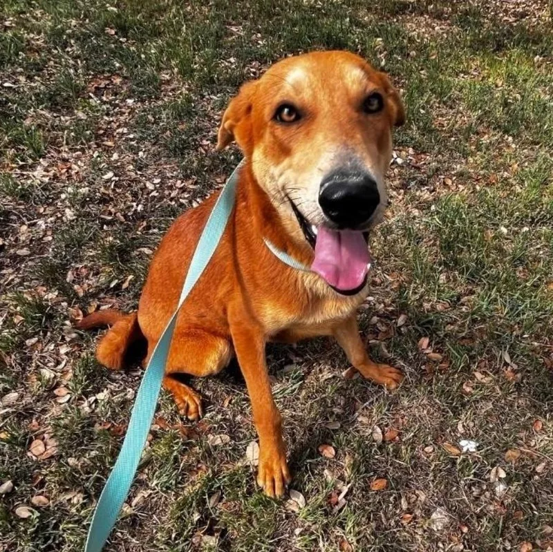 A young medium-sized female Golden Golden Retriever dog named Judy for adoption in Longview, TX