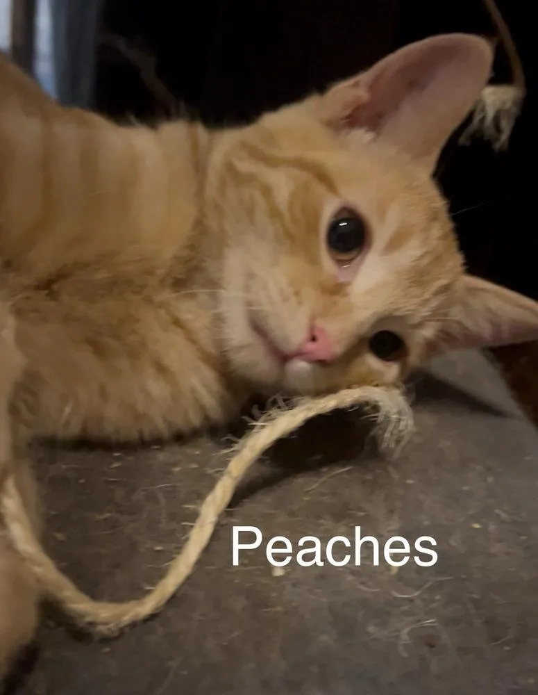 A baby small-sized female Domestic Short Hair cat named Peaches for adoption in Plumerville, AR