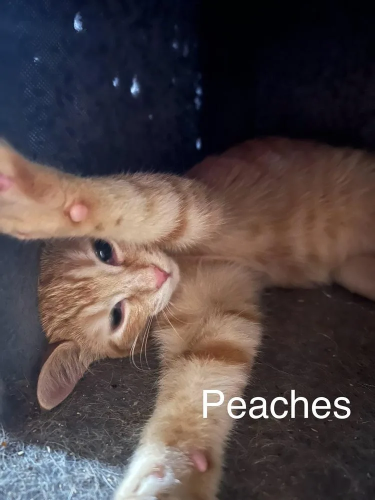 Peaches thumbnail 2