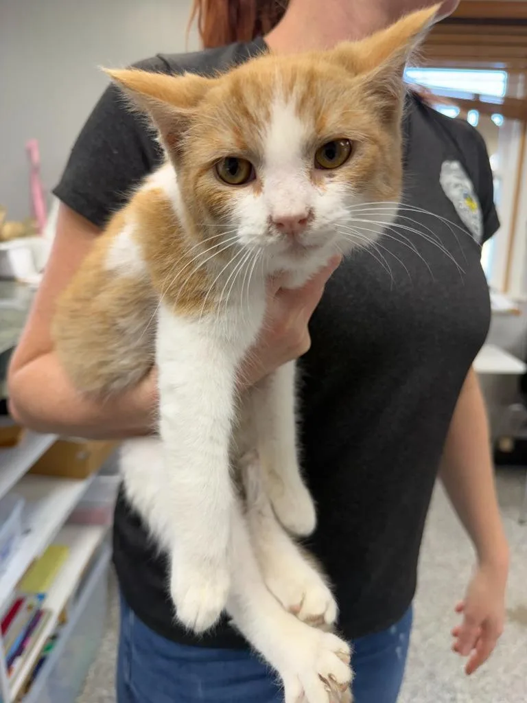 A baby small-sized male Domestic Short Hair cat named Jay for adoption in Bryan, OH