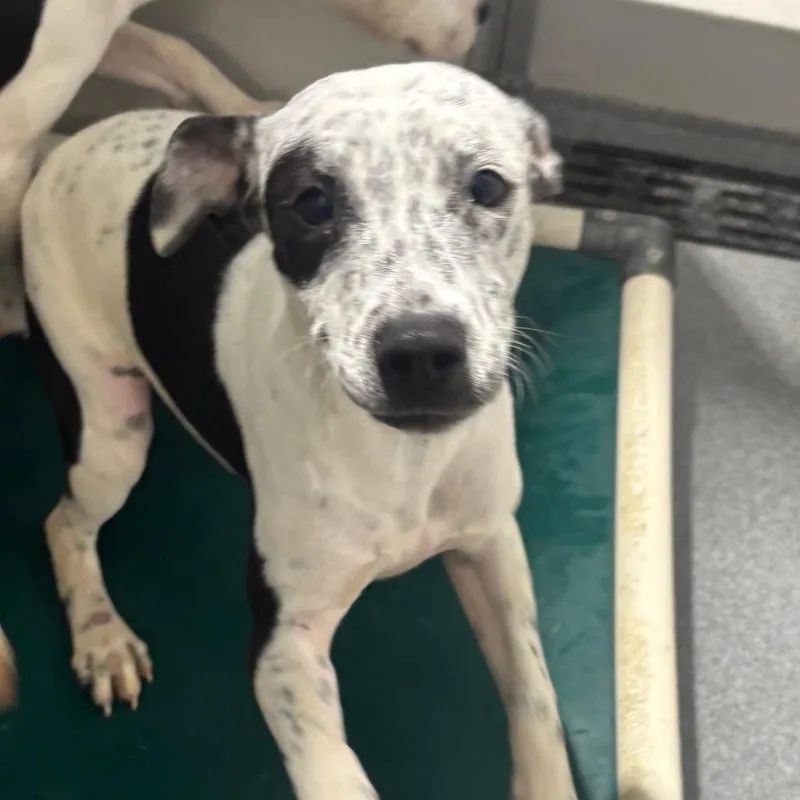 A young medium-sized female White / Cream Mixed Breed dog named Bonnie for adoption in Evansville, IN