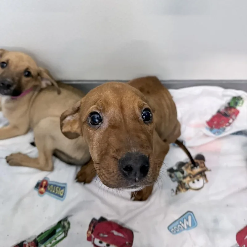 A baby medium-sized male Brown / Chocolate Mixed Breed dog named Hugo for adoption in Auburn, AL