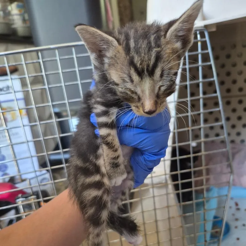 A baby small-sized male Brown / Chocolate Domestic Short Hair cat named Waffle for adoption in Columbus, GA