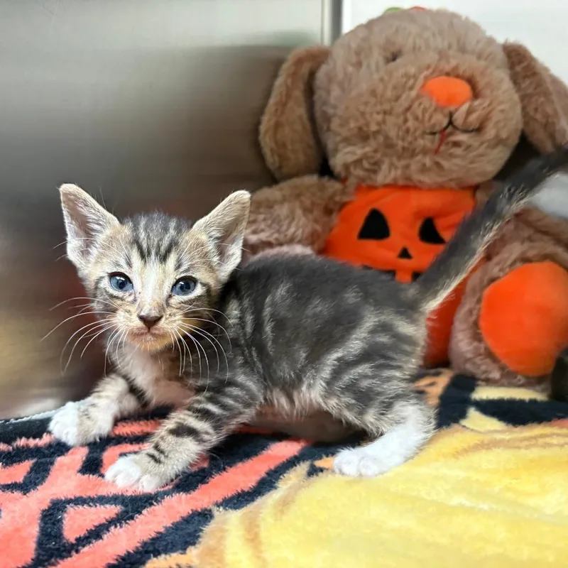 Waffle thumbnail 3