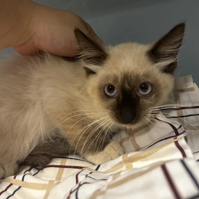 A baby small-sized male White Domestic Medium Hair cat named Broomstick for adoption in Chattanooga, TN