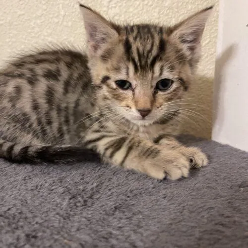 A baby small-sized male Domestic Medium Hair cat named Marco for adoption in Tampa, FL