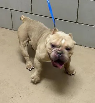 An adult medium-sized male Yellow / Tan / Blond / Fawn Mixed Breed dog named Power for adoption in Nashville, TN