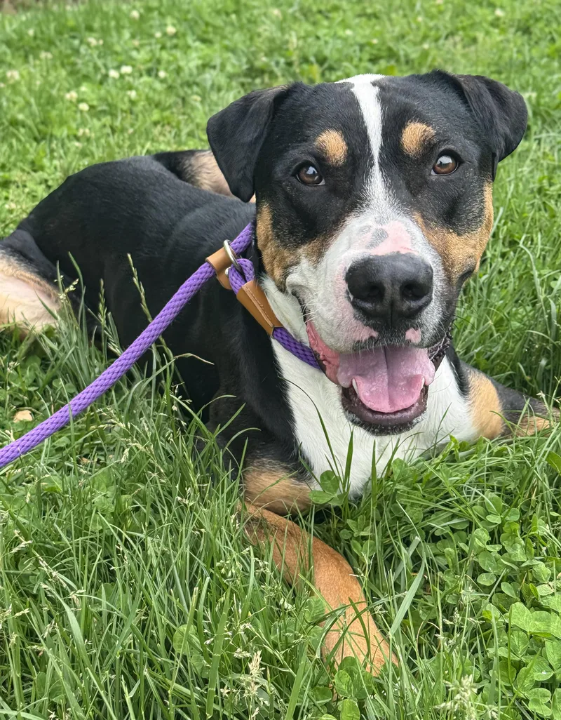 An adult large-sized male Greater Swiss Mountain Dog dog named Waylon for adoption in Anderson, IN