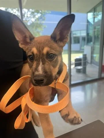 A baby small-sized male German Shepherd Dog dog named Zak for adoption in San Martin, CA
