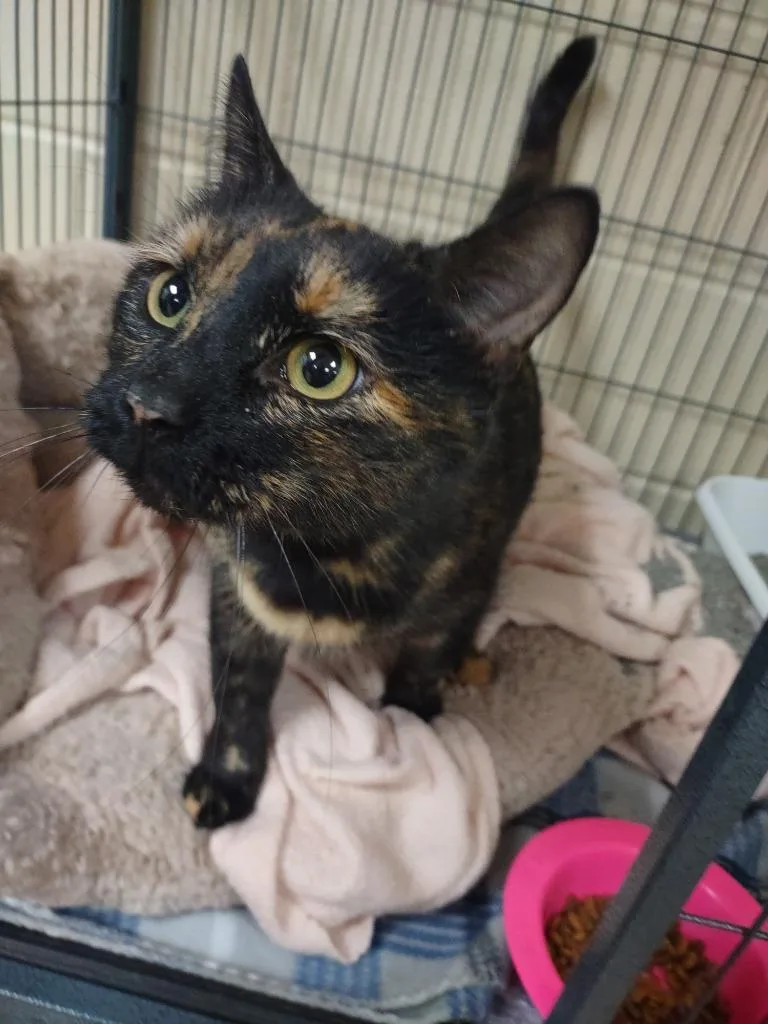 A young medium-sized female Domestic Short Hair cat named Freya for adoption in Hamilton, OH