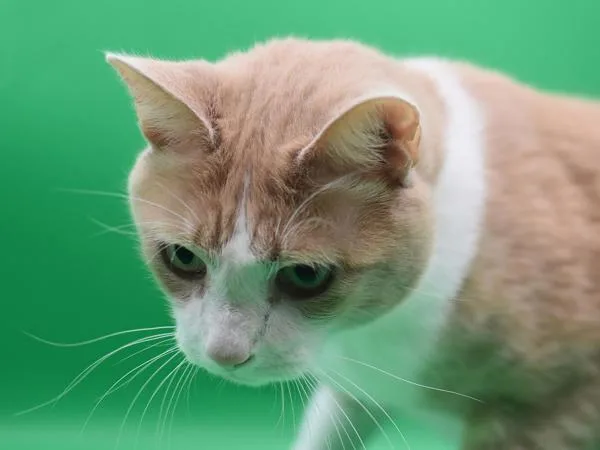 An adult small-sized male Domestic Short Hair cat named Loki for adoption in Portland, OR
