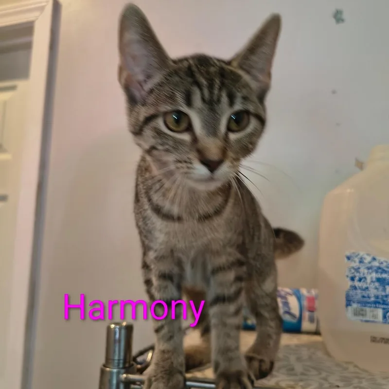 A young small-sized female Domestic Short Hair cat named Harmony for adoption in Elwood, IN