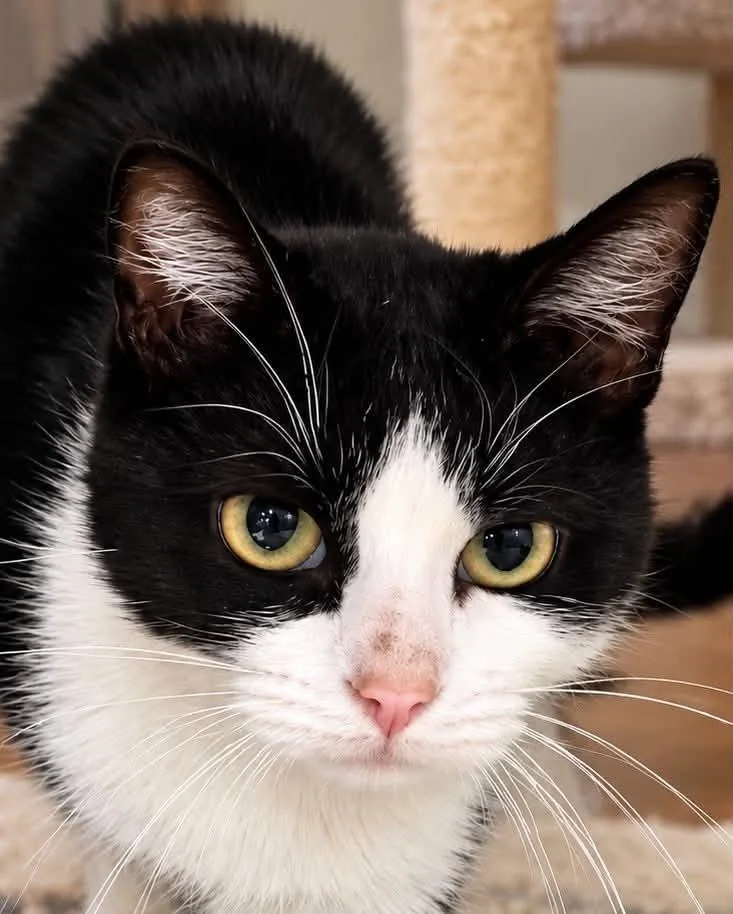 A young medium-sized female Black & White / Tuxedo Domestic Short Hair cat named Callie for adoption in Sioux Falls, SD